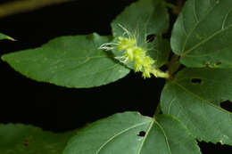 Image of Acalypha schiedeana Schltdl.