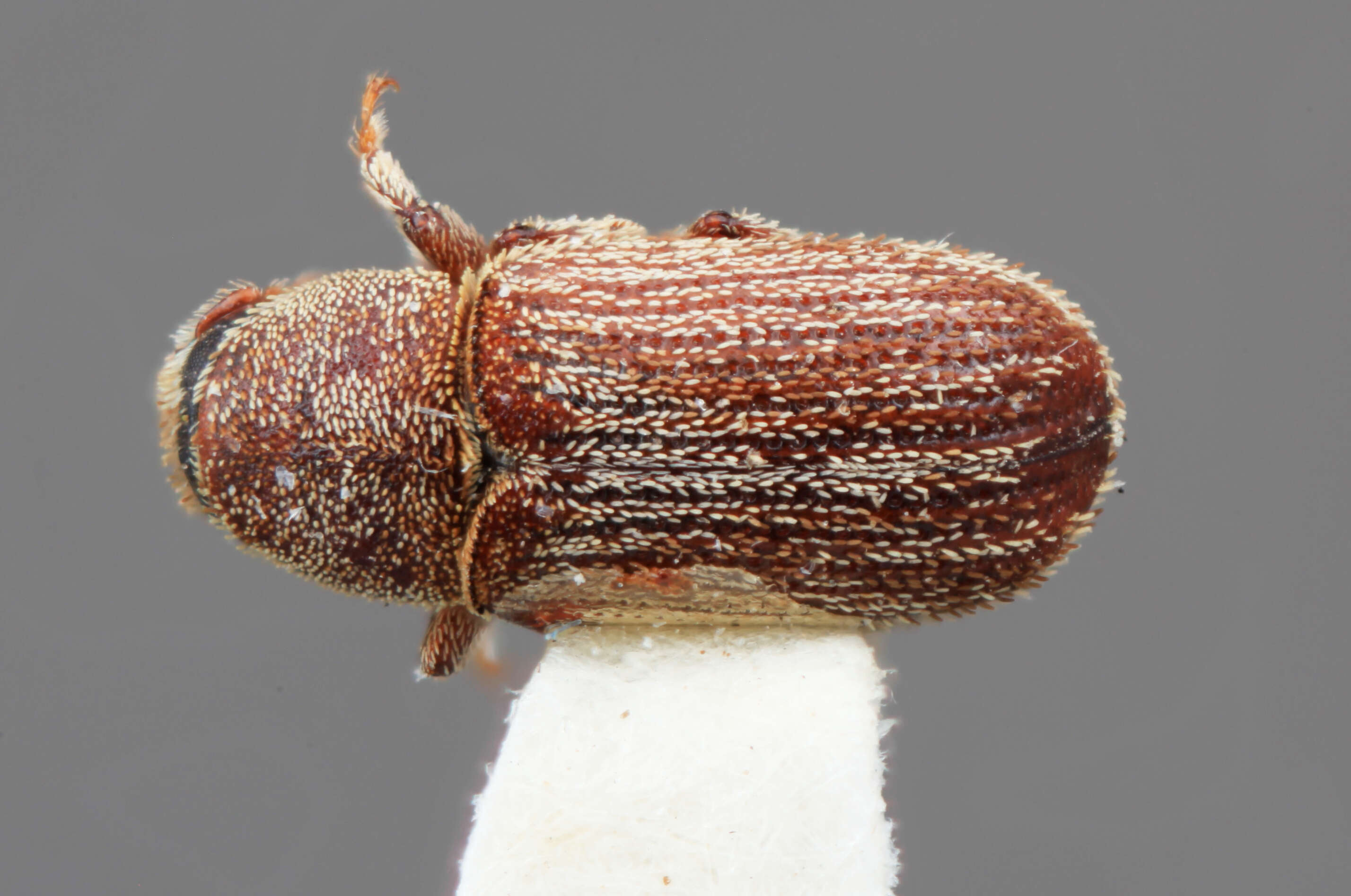 Image of Xylechinus aconcaguensis Wood 2007