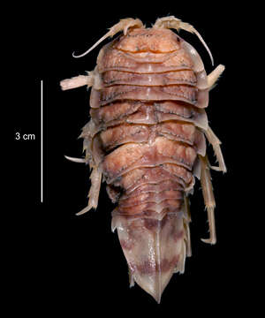 Слика од Glyptonotus antarcticus Eights 1852