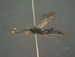 Image of Ichneumon Linnaeus 1758