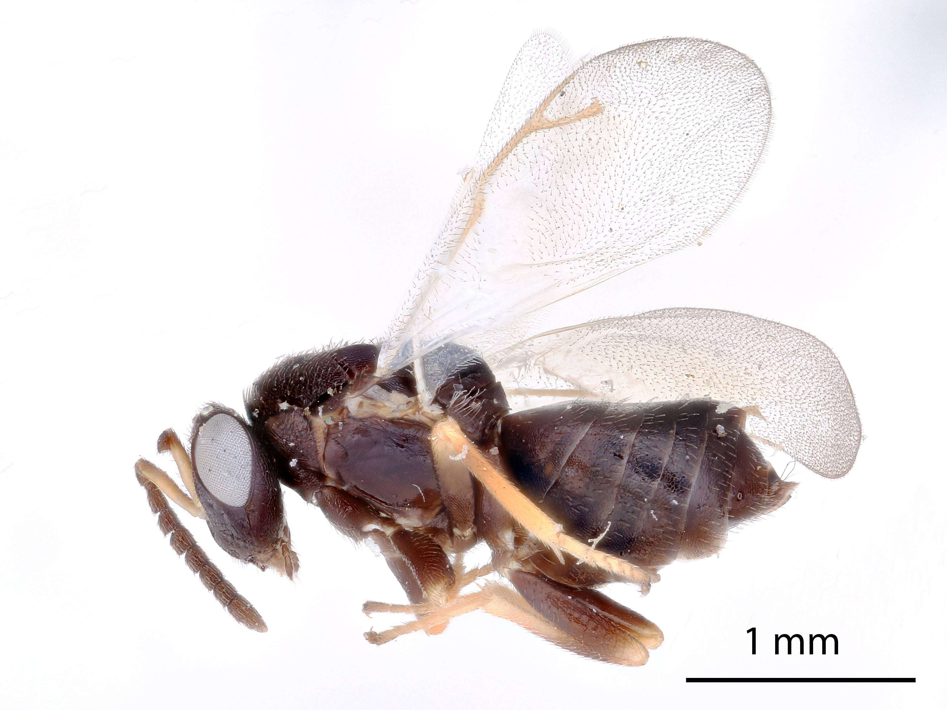 Image of Tanaostigmodes fisheri La Salle 1987