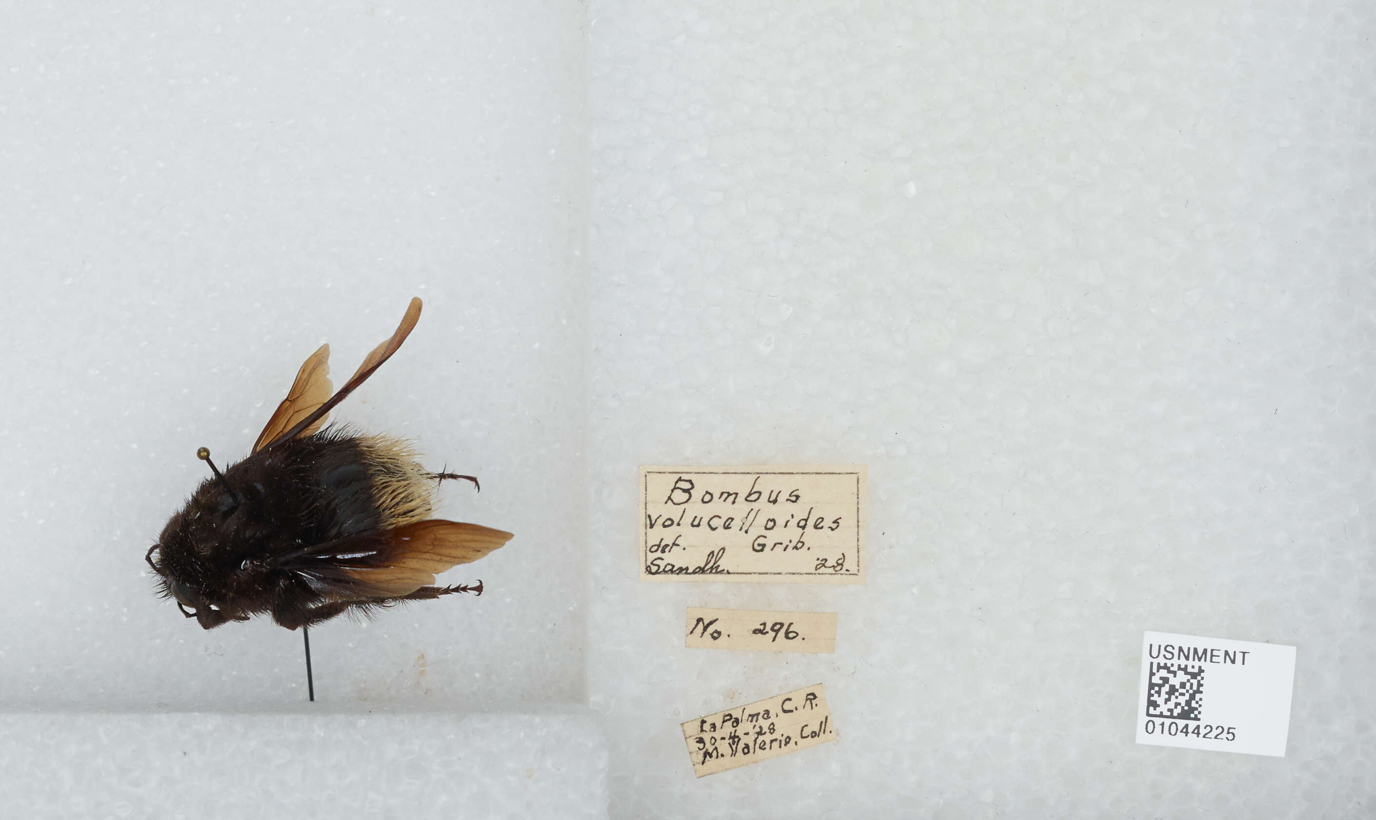 Imagem de Bombus volucelloides Gribodo 1892