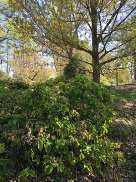 Image of Climbing hydrangea vine