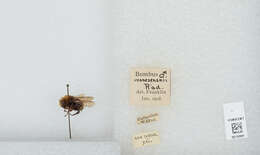 Image of Vosnesensky Bumble Bee