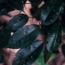 Image of Talisia microphylla Uitt.