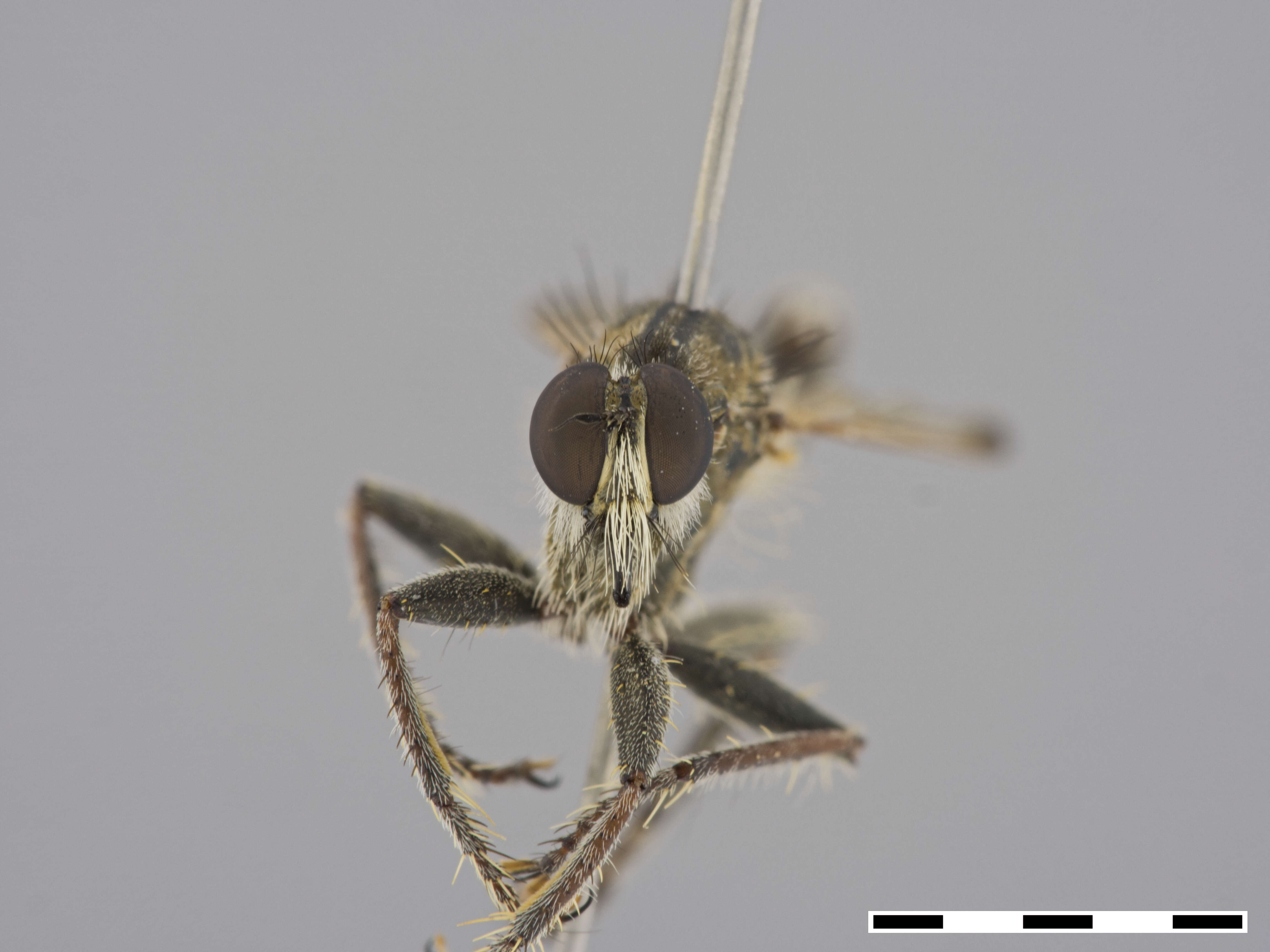 Image of Neolophonotus Engel 1925