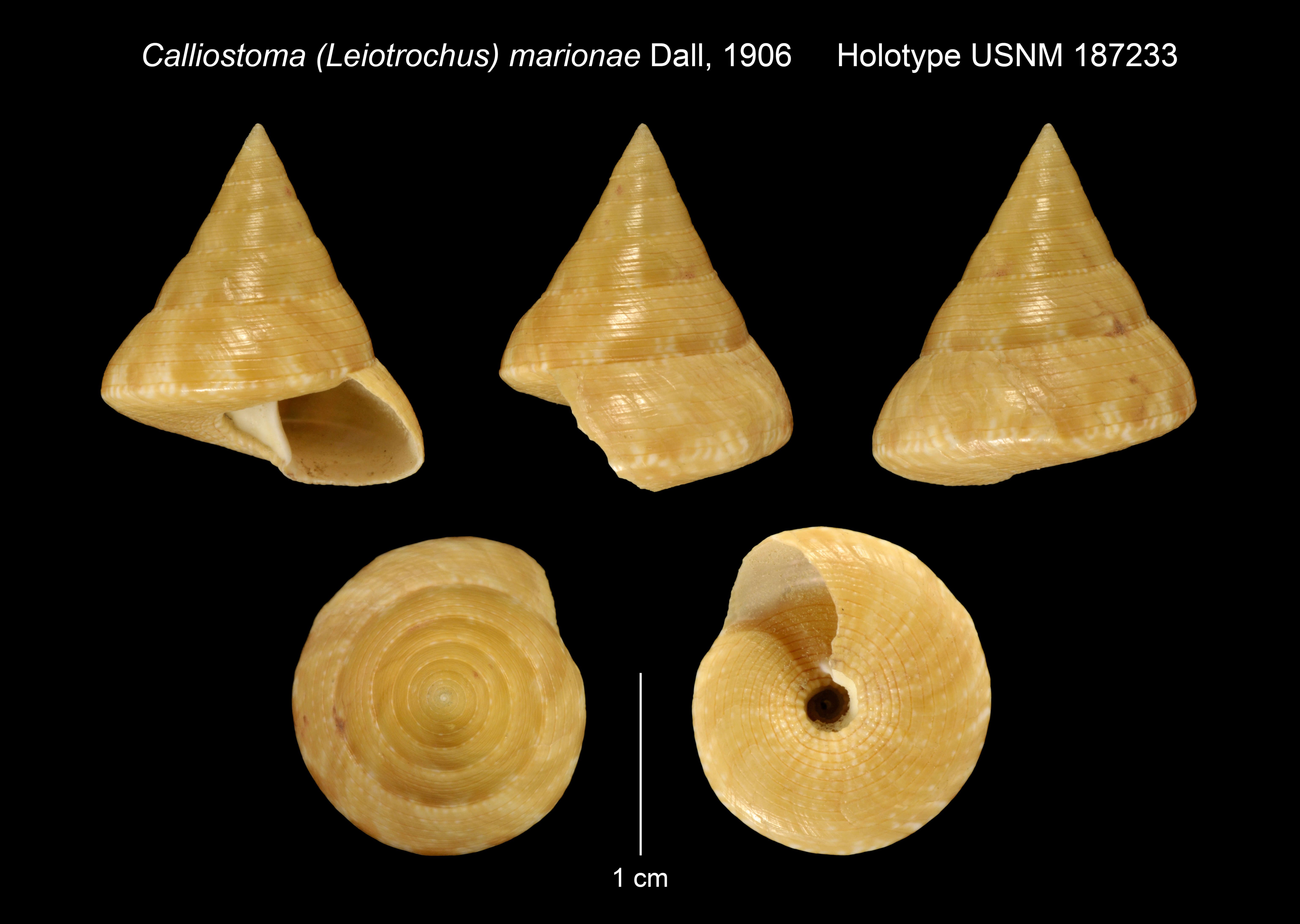 Image of Calliostoma marionae Dall 1906
