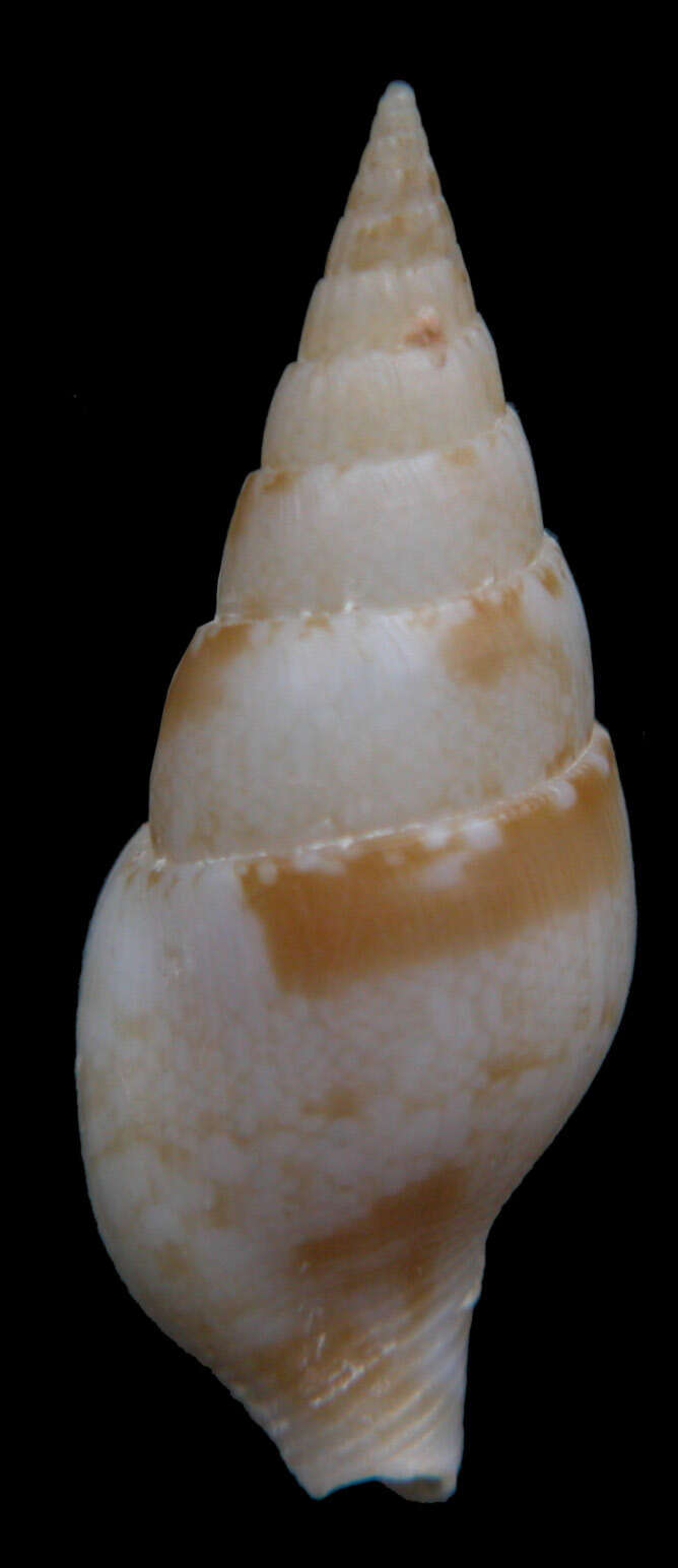 Image of Cotonopsis lindae (Petuch 1988)