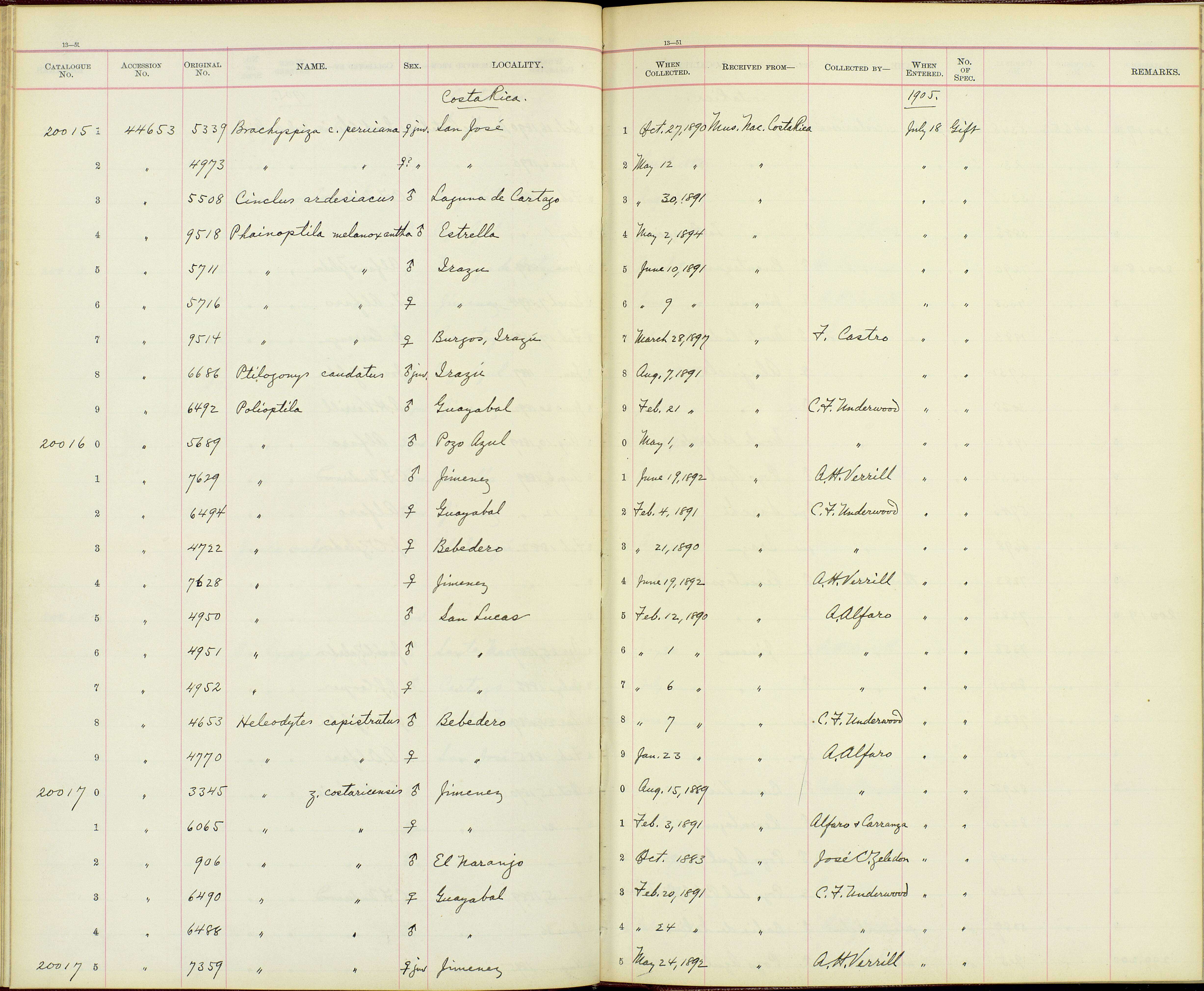 Plancia ëd Phainoptila Salvin 1877