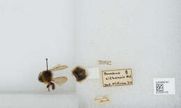 Image de Bombus sitkensis Nylander 1848