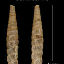 Imagem de Cochlodinella nipensis C. Torre & Bartsch 1972