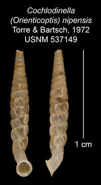 Imagem de Cochlodinella nipensis C. Torre & Bartsch 1972