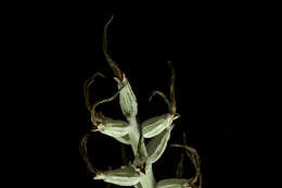 Image of Billbergia pallidiflora Liebm.