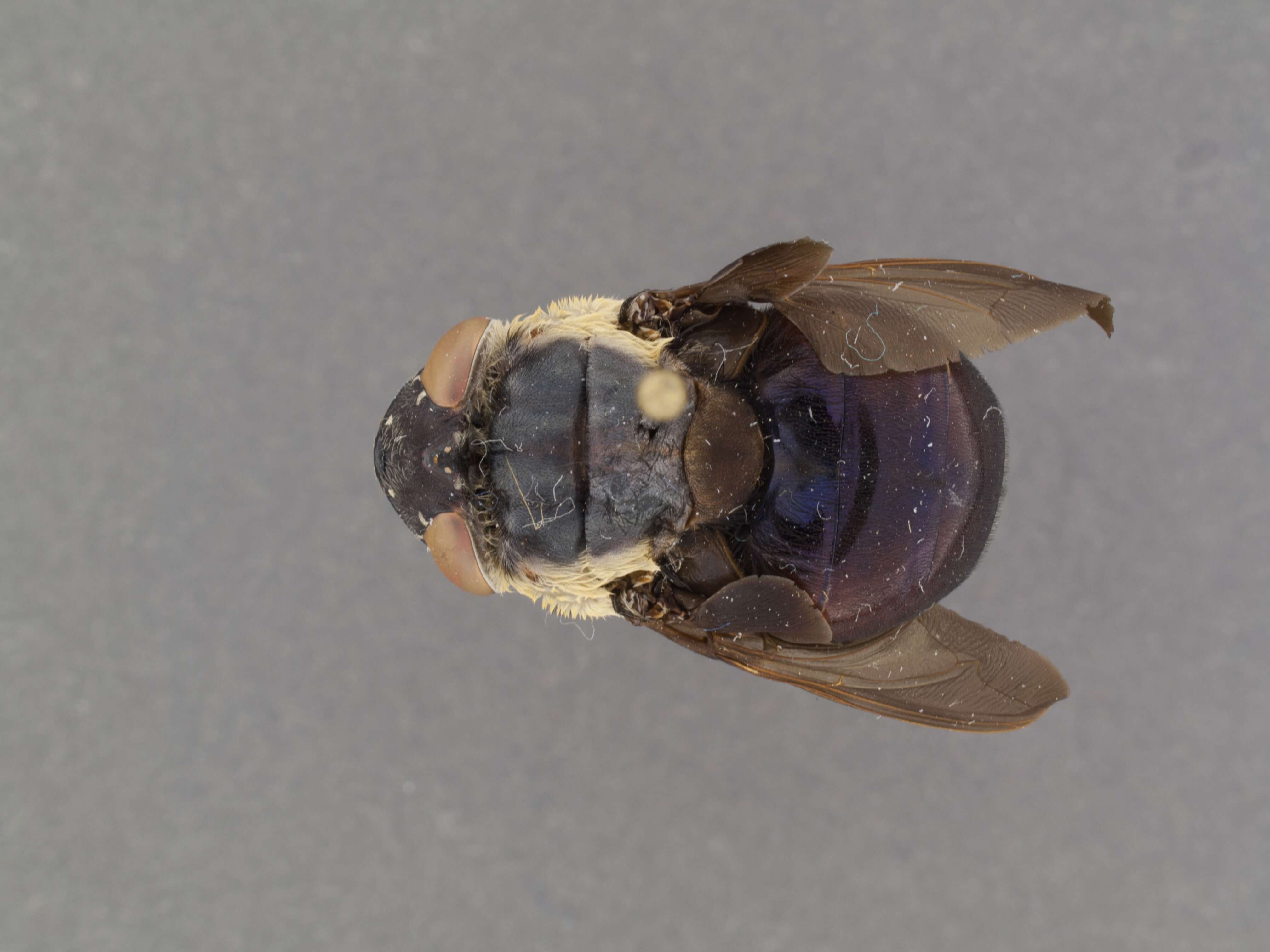 Image of Mouse Bot Fly