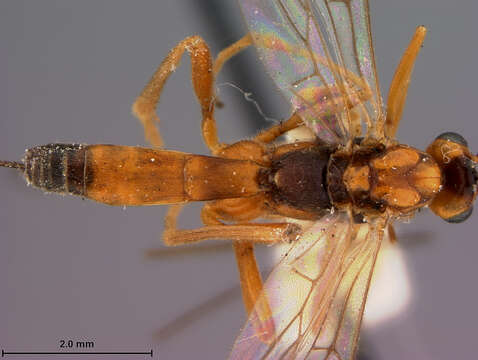 Image of Macrocentrus pallisteri De Gant 1930