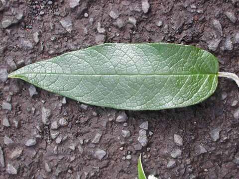 Image de Buddleja madagascariensis Lam.