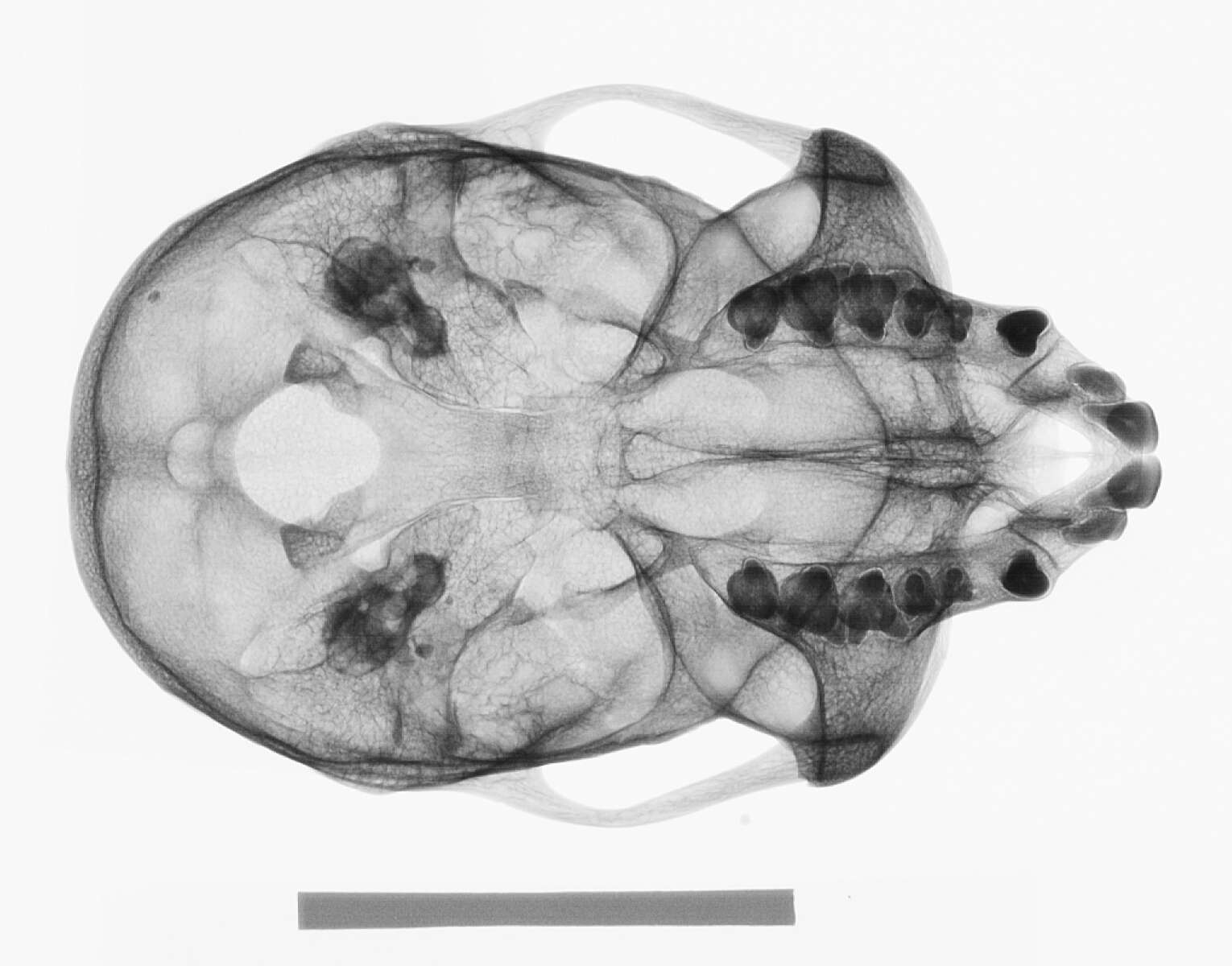 Plancia ëd Cercopithecus cephus cephodes Pocock 1907