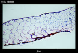 Image de Alcyonidium epispiculum Porter & Hayward 2004
