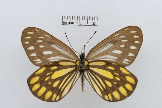 Image of Aporia agathon (Gray 1831)