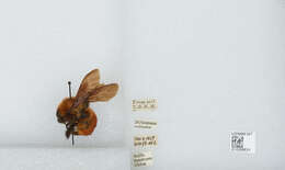 Image of Bombus atripes Smith 1852