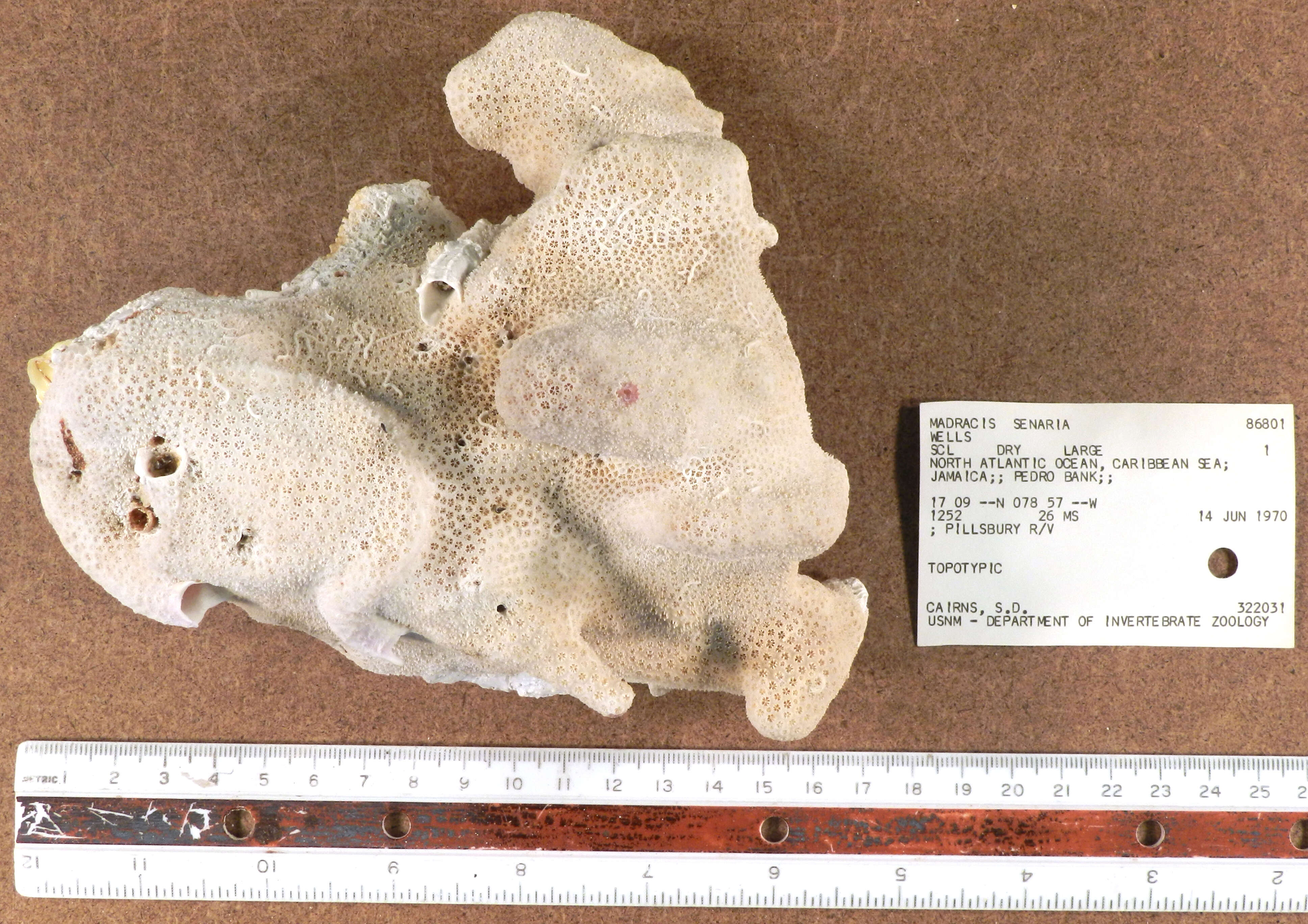 Image of Six-ray Star Coral