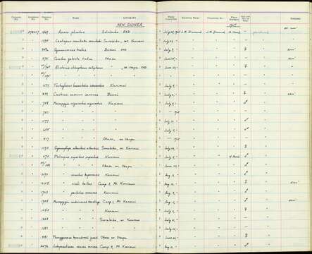 صورة <i>Macropygia amboinensis kerstingi</i>