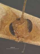 Image of Stictopisthus floridanus Dasch 1971