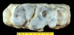 Image of Porites limosa Dana 1846