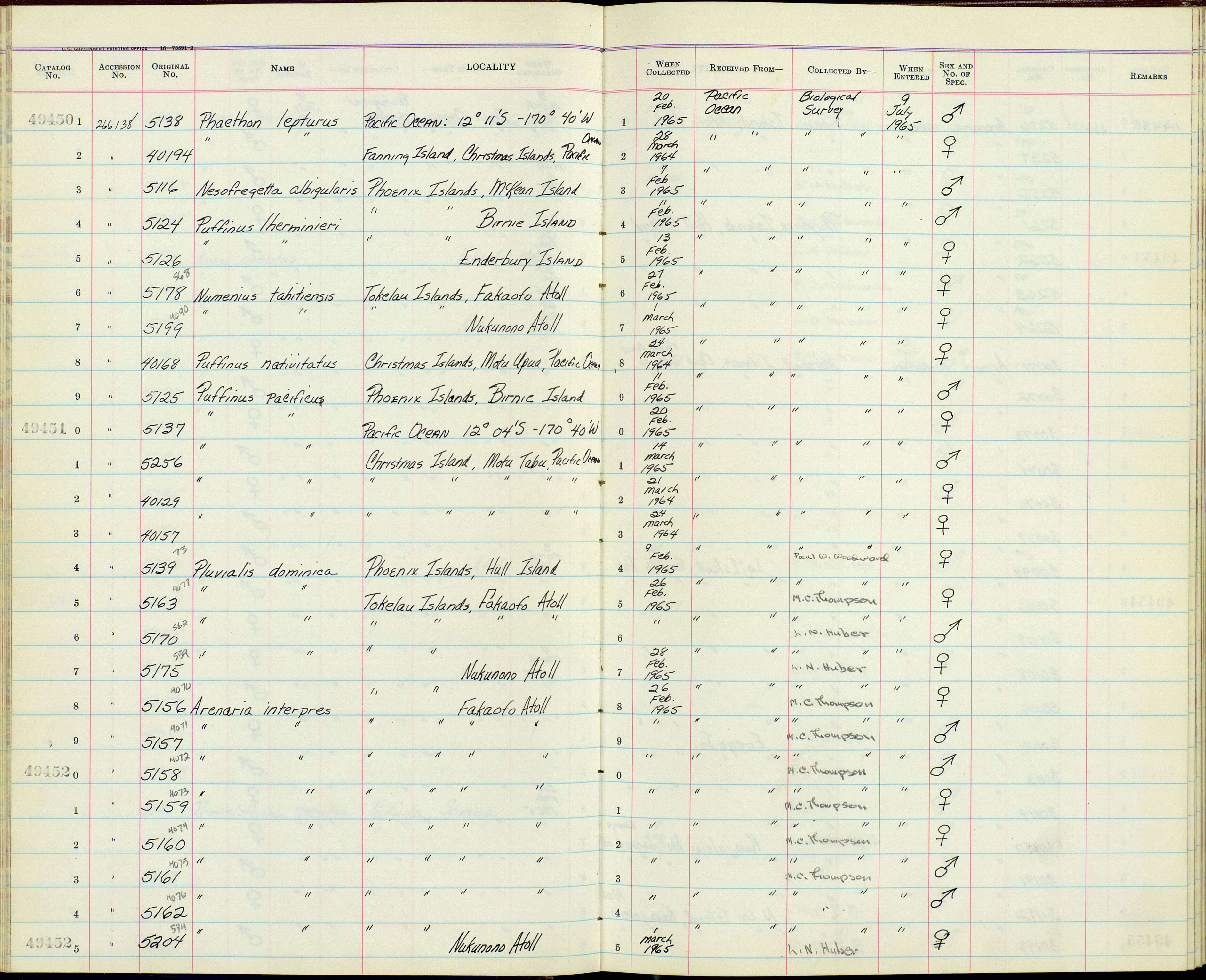 Plancia ëd Nesofregetta Mathews 1912