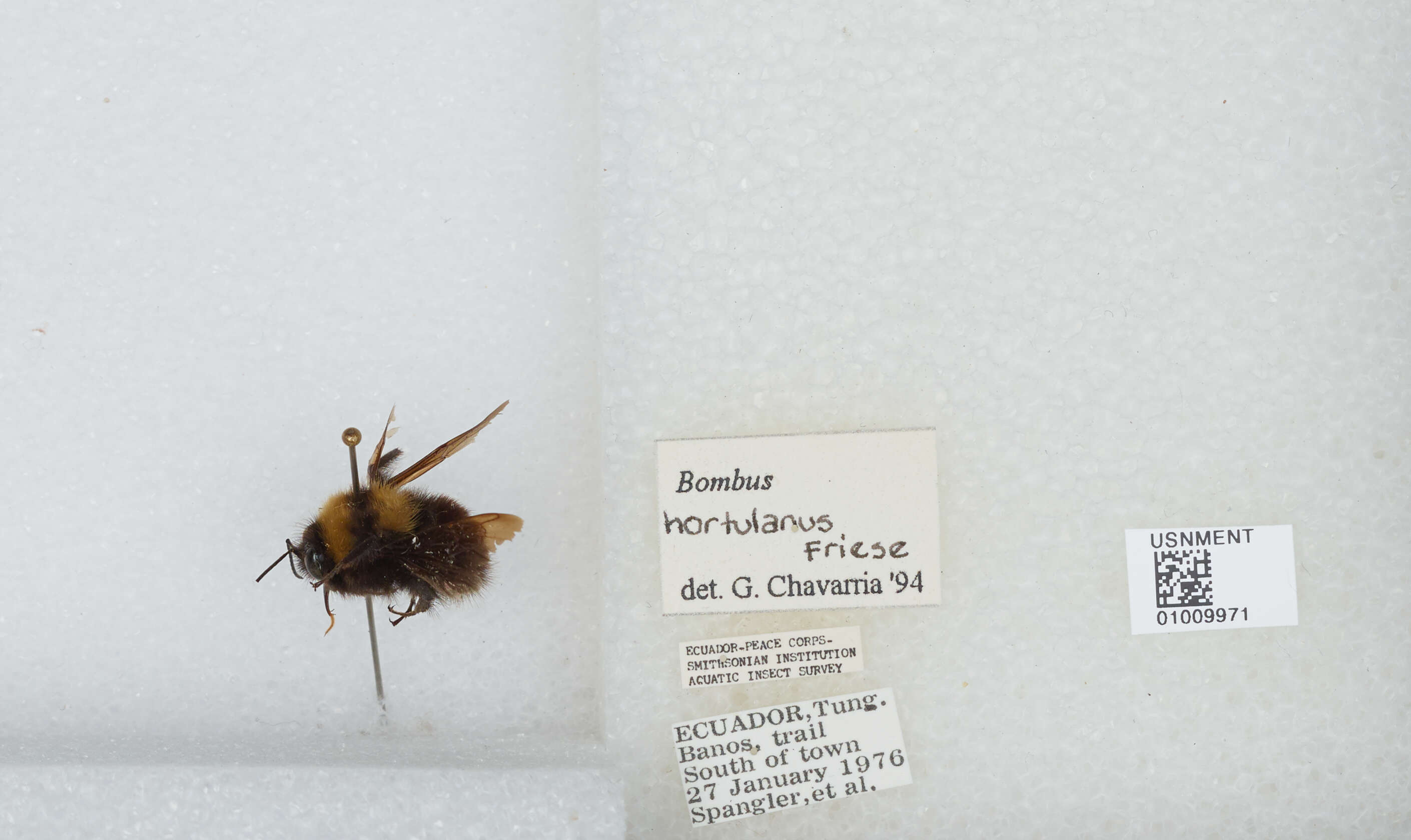 Plancia ëd Bombus hortulanus Friese 1904