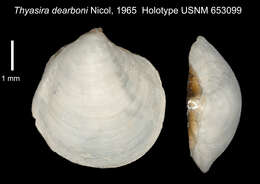 Image of Parathyasira dearborni (Nicol 1965)