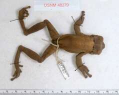 Image of Coronated Treefrog