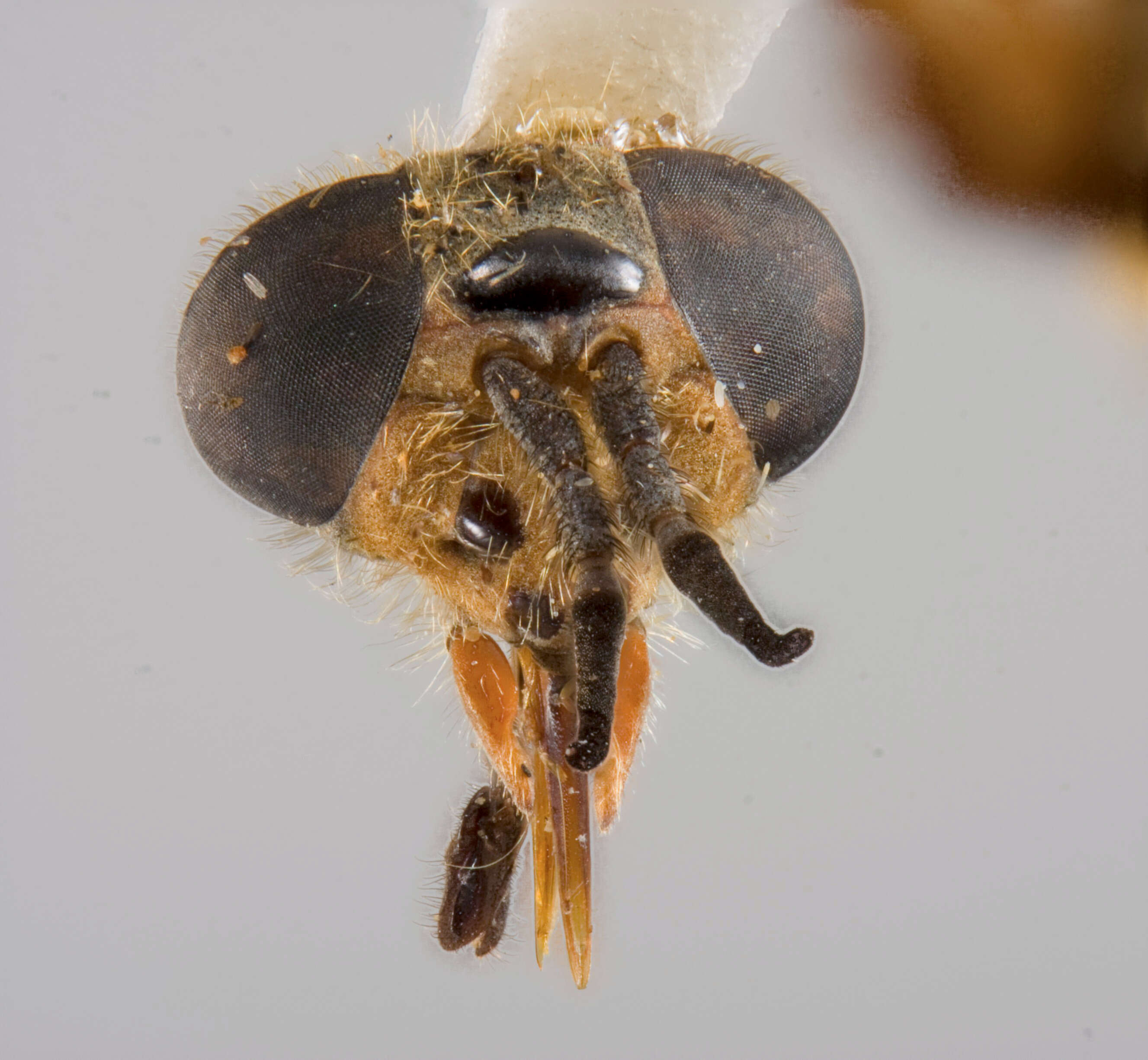 Image of Chrysops aeneus Pechuman 1943