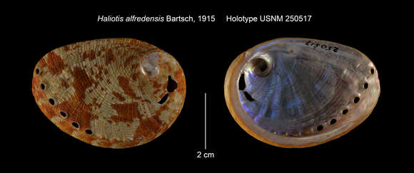 Image of Haliotis alfredensis Bartsch 1915