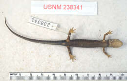 Image of Plethodon aureolus Highton 1984