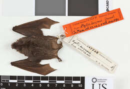 Plancia ëd Myotis horsfieldii deignani Shamel 1942