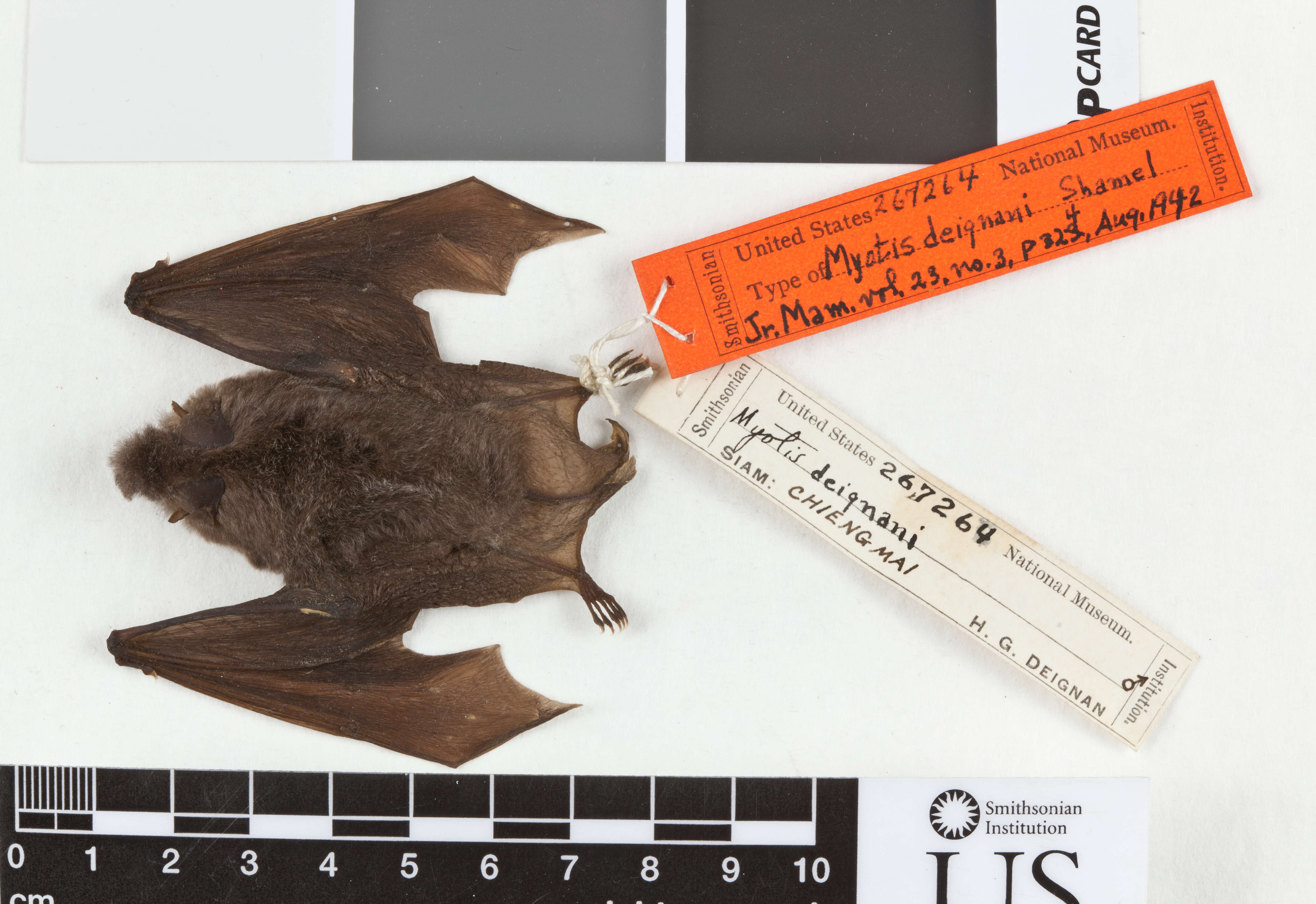 Plancia ëd Myotis horsfieldii deignani Shamel 1942