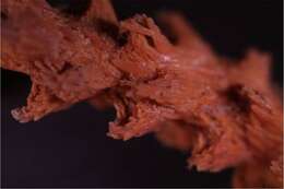 Sivun Muricea pendula Verrill 1868 kuva