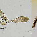 Слика од Lipocosma albibasalis Hampson 1906