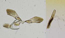 Image of Lipocosma albibasalis Hampson 1906