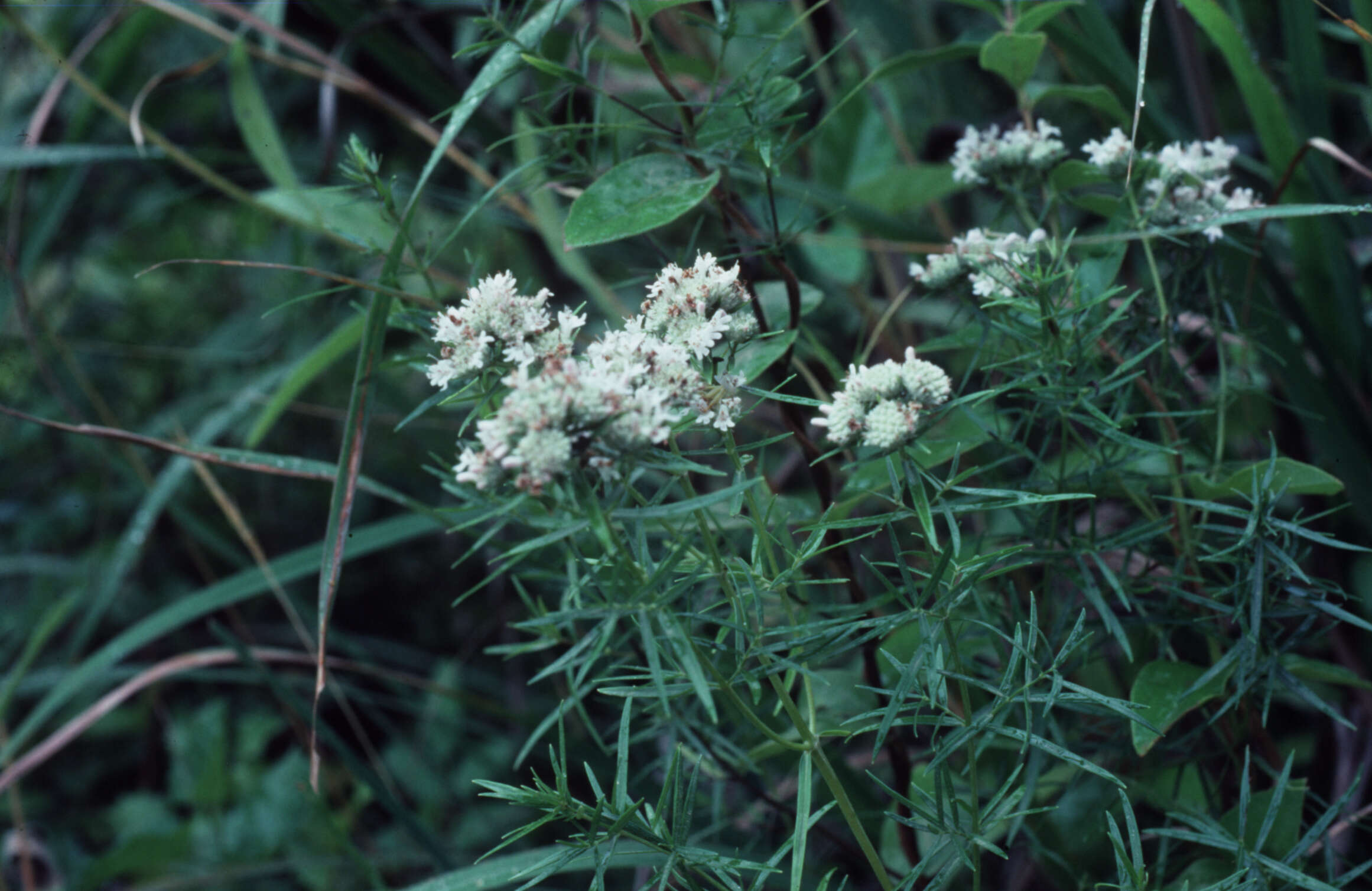 Image of narrowleaf mountainmint