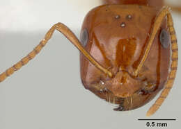 Image of Melophorus potteri McAreavey 1947