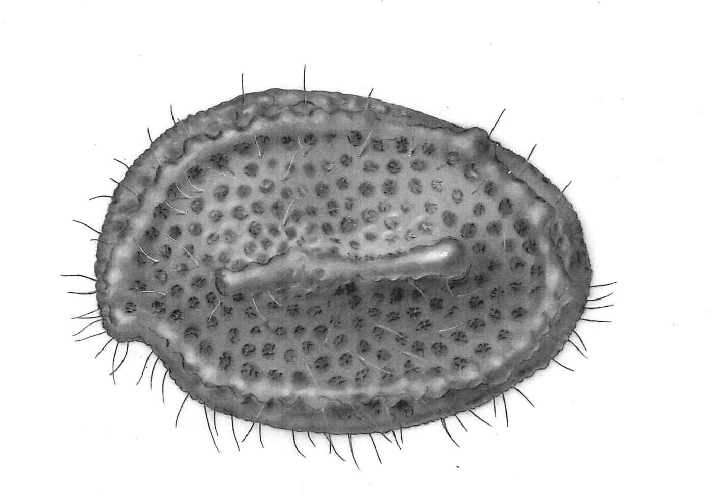Image of Asteropella punctata Poulsen 1965