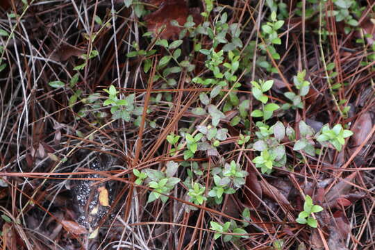 Image of creeping blueberry