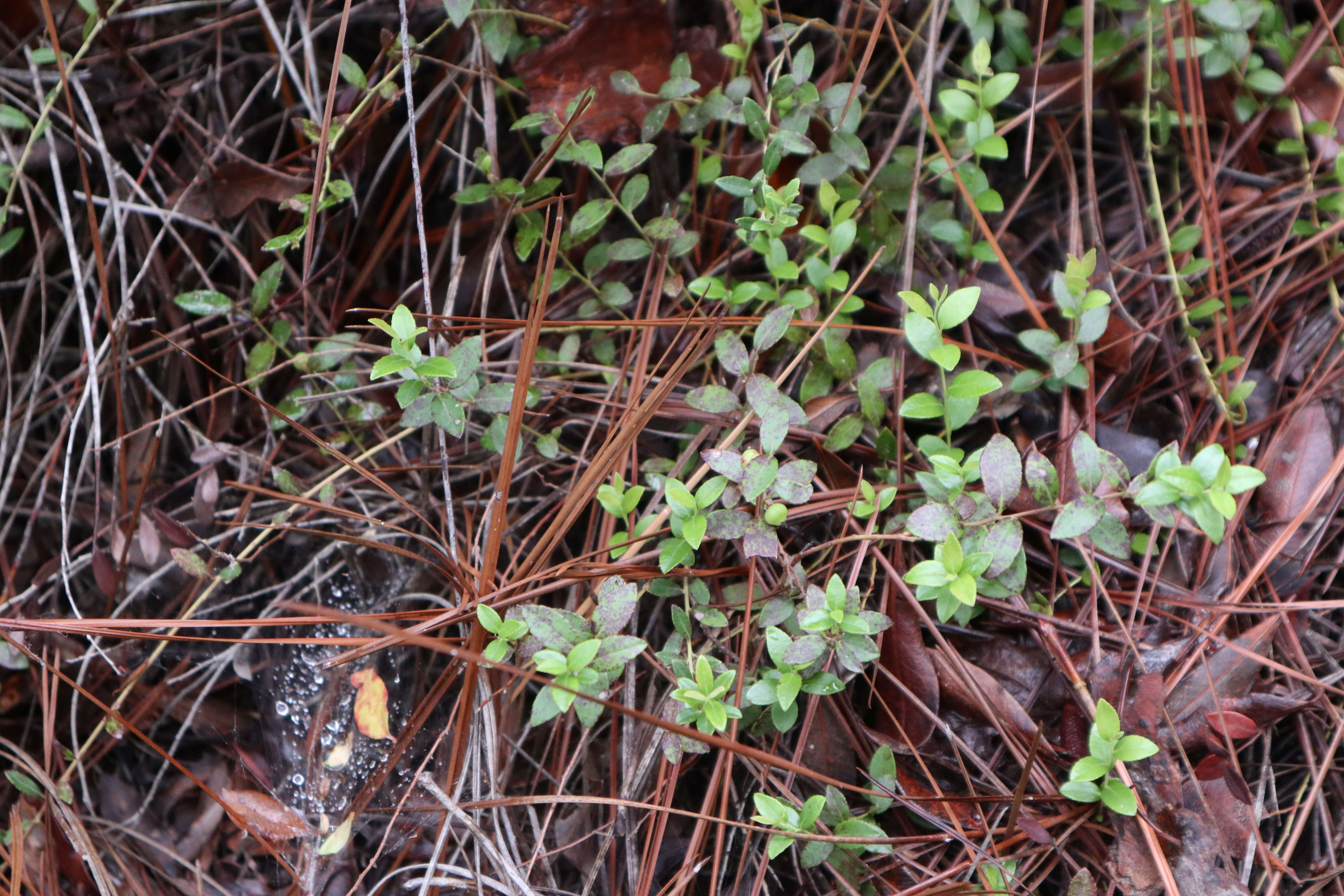 Vaccinium crassifolium Andr. resmi