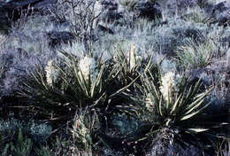 Yucca baccata Torr. resmi