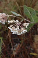 Image of pinewoods milkweed