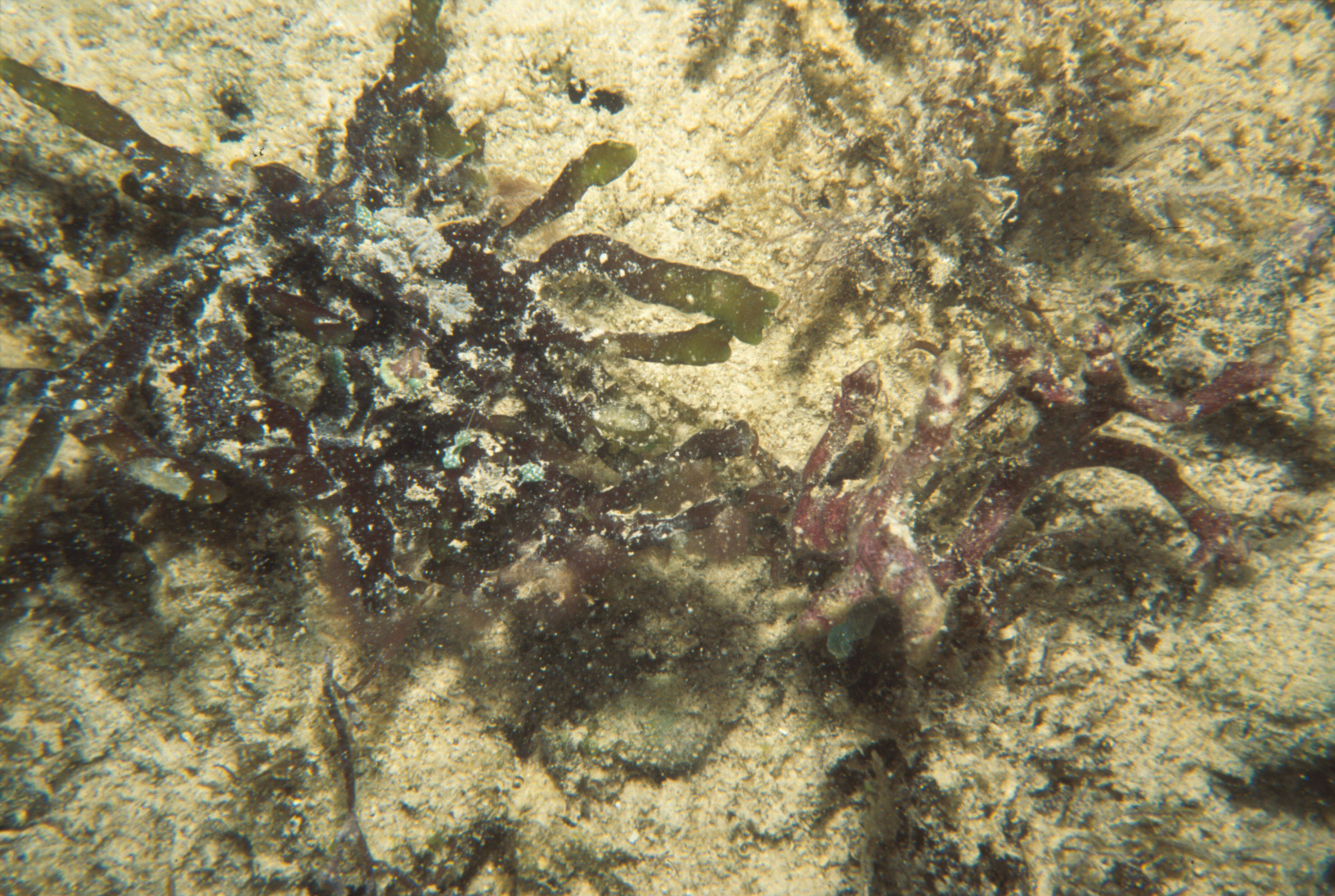 Image of Hydropuntia eucheumatoides (Harvey) Gurgel & Fredericq 2004