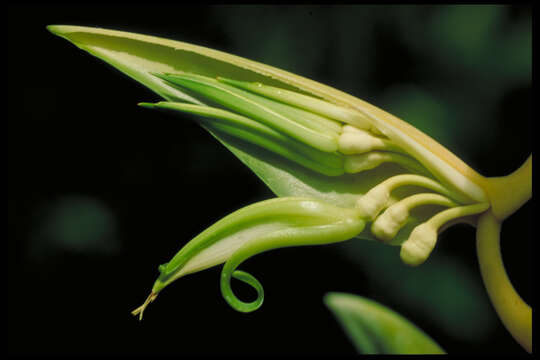 Image of Heliconia chartacea var. meeana W. J. Kress