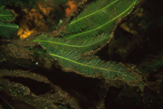 Image of Caulerpa sertularioides